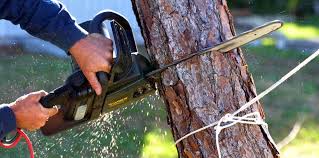 Best Commercial Tree Services  in Swarthmore, PA