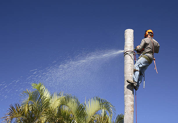 Best Storm Damage Tree Cleanup  in Swarthmore, PA