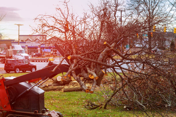 Best Tree Trimming and Pruning  in Swarthmore, PA