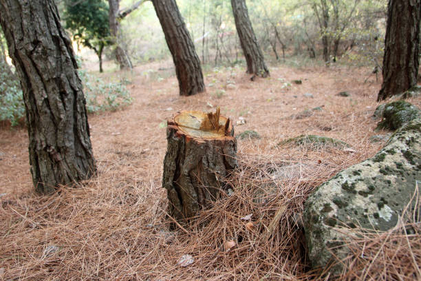 Best Stump Grinding and Removal  in Swarthmore, PA