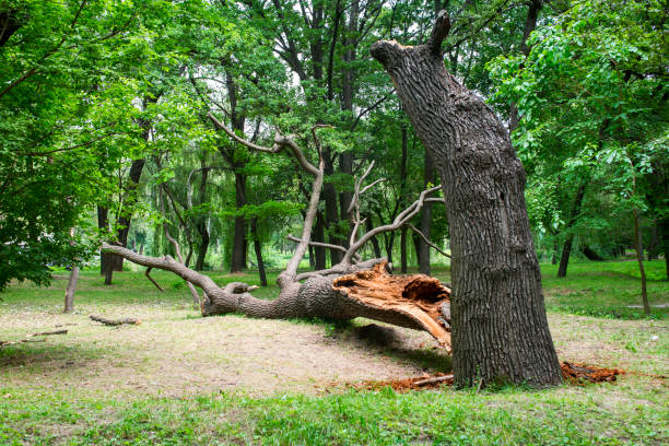 Best Seasonal Cleanup (Spring/Fall)  in Swarthmore, PA