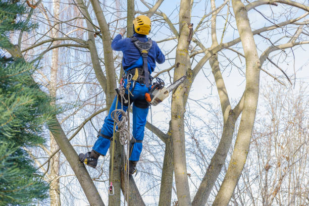 Best Tree Cabling and Bracing  in Swarthmore, PA