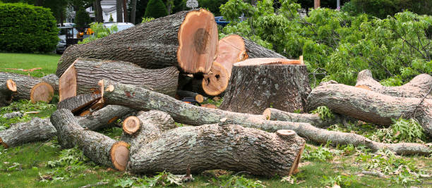 Best Commercial Tree Services  in Swarthmore, PA