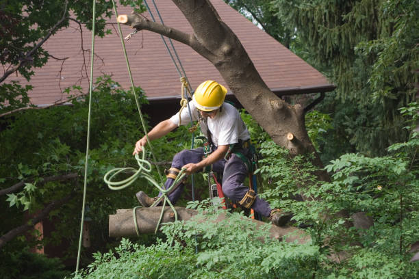 Best Tree Mulching  in Swarthmore, PA